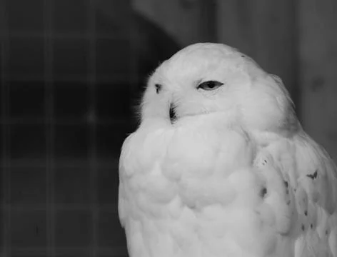 Snowy Owl Stock Photos