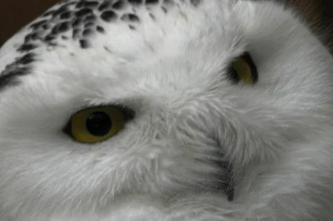 Snowy Owl Foto stock