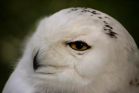 Snowy Owl Stock Photos