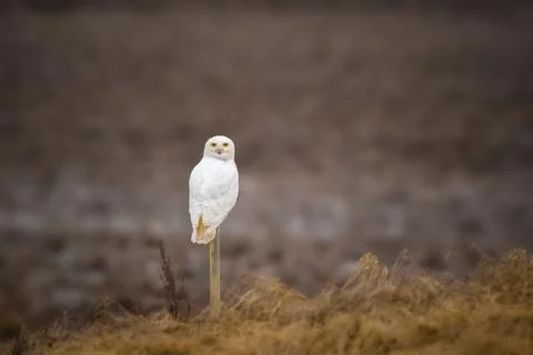 Snowy Owl Stock Photos