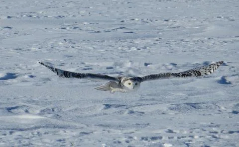 Snowy Owl Stock Photos