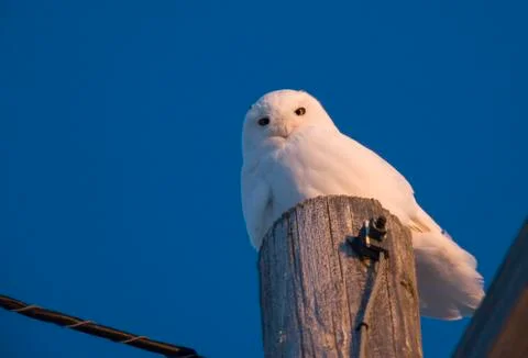 Snowy Owl on Pole Stock-Fotos