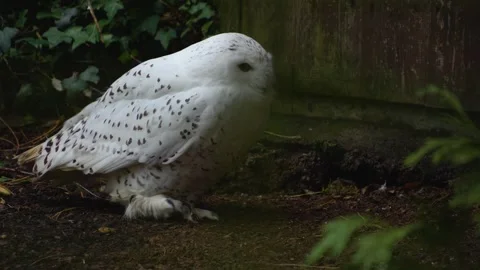 Snowy owl pooping Stock Footage 258844516