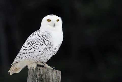 Snowy Owl on a Post Stock Photos