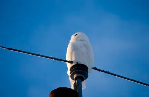 Snowy owl on Post Stock Photos