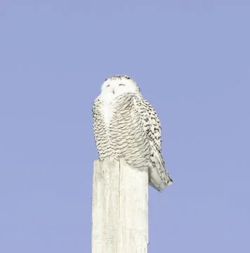Snowy Owl on Post Stock Photos