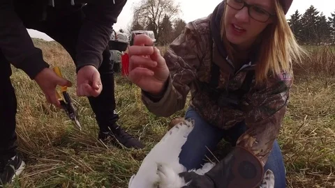 Snowy owl rescue conservationist explains the issue with the tangled wire 4k Stock Footage