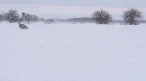 Snowy Owl resting in a field Vídeo Stock 34894339