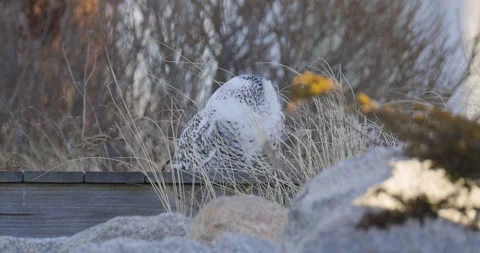 Snowy owl resting on the ground among dry grass and rocks in a coastal winter Stock-Footage 315081638