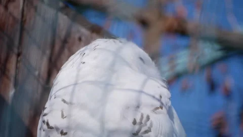 Snowy owl rotating its head while perched in an aviary. The bird displays its Video stock 293078229