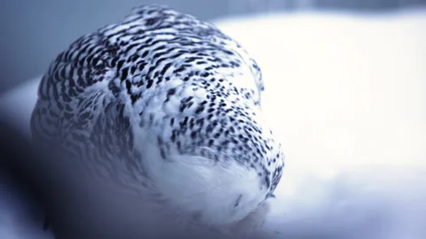 Snowy owl scratching itself slow motion Stock Footage 169722604