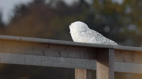 Snowy Owl Shakes Head while Feathers Flow in Wind 스톡 동영상 123815297