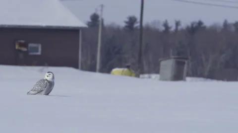 Snowy Owl sits in a field Vidéo 34925094