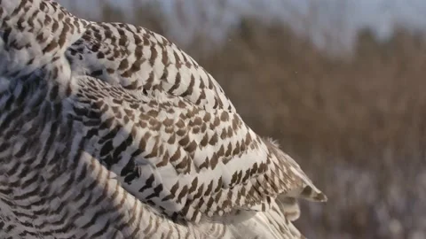 Snowy owl sitting perched while is snows in sun slomo Stock Footage 170836970