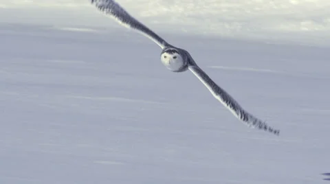 Snowy Owl Slow Motion Flight Stock Footage