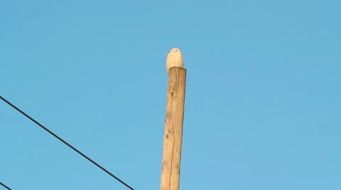 Snowy owl smooth pan while he looks around Stock Footage 59698356
