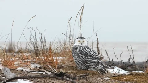 Snowy owl standing on the beach, Canada Stock-Footage 219425281