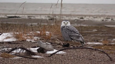 Snowy owl standing on the beach, Canada coast Stock-Footage 219425353