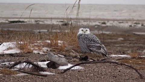 Snowy owl standing on the beach, Canada, 2022 Stock-Footage 219425531