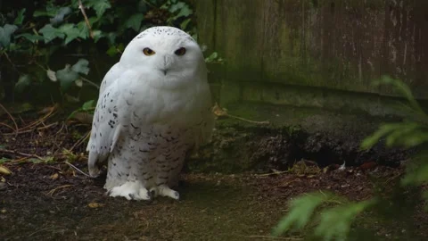Snowy owl standing  Stock Footage 258074383