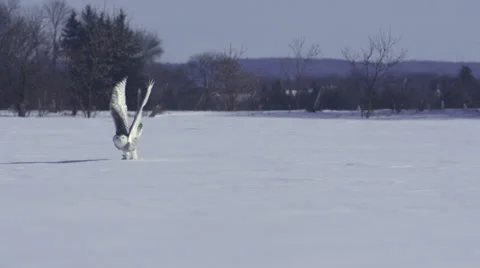 Snowy Owl Takes off into full Flight Vidéo 34861446