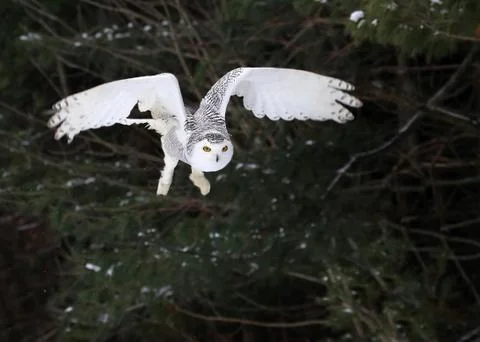 Snowy owl taking flight Stock Photos