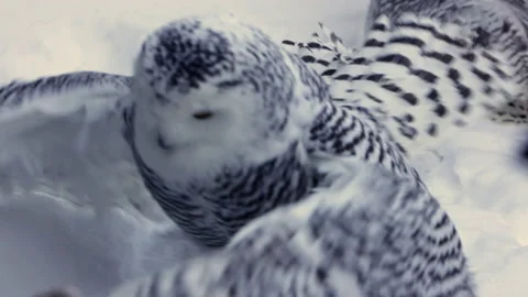 Snowy owl taking flight slow motion Stock Footage 169722618