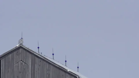 Snowy Owl on top of a barn Vídeo Stock 34924680