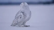 Snowy Owl Turning His Head In Slow Motion Stock Footage