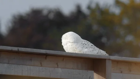 Snowy Owl Walk Forward while Feathers Flow in Wind 스톡 동영상 123815487