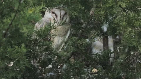 Snowy owl in the wild Stock Footage 10709497