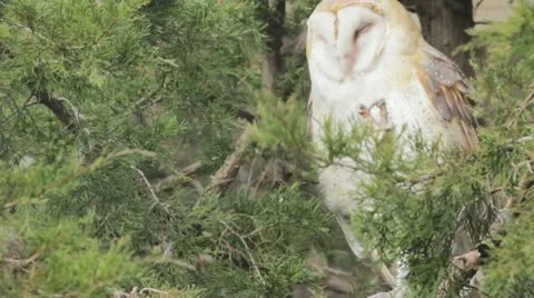 Snowy owl in the wild Stock Footage 10709513