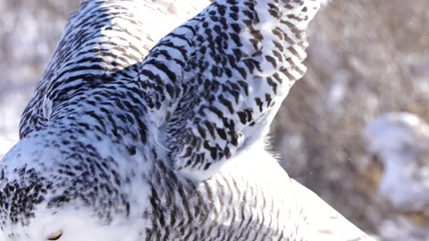 Snowy owl wings flapping slow motion Stock Footage 169722686