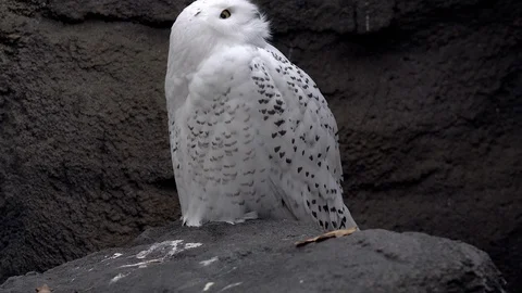 Snowy Owl,stands on a stone Stock-Footage 98742767
