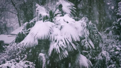 Snowy Palm Tree Stock Footage 159758658