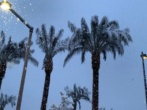 Snowy palms Las Vegas snow day February 20, 2019 Stock Photos