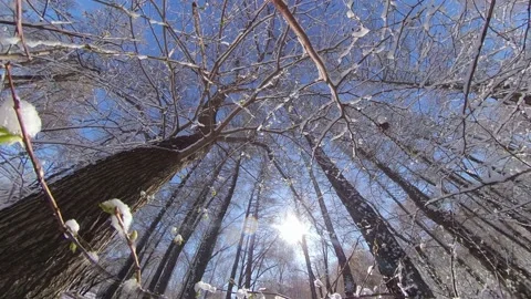 Snowy park. Stock-Footage 143155293