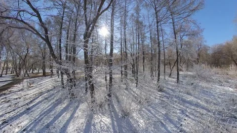 Snowy park. Видео 143155344