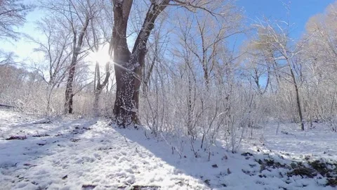 Snowy park. Stockbeeldmateriaal 143156190