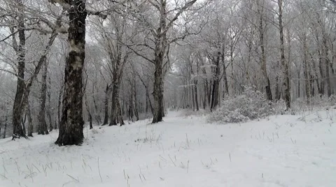 A snowy park forest 库存影片 62706876