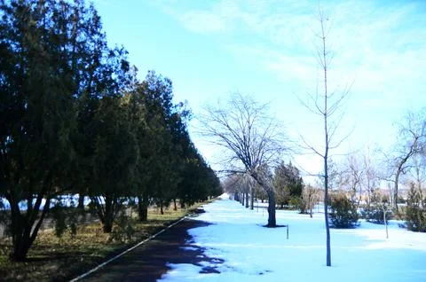 Snowy Park Path with Bare Winter Trees Stock Photos
