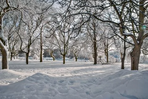 Snowy Park Path Stretches Between Rows Of Bare Trees Foto stock