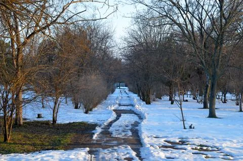 Snowy Park Path Through Bare Winter Trees Stock Photos