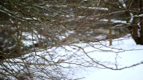 Snowy Park Stream and tree's Pan Left to Right Stock Footage 90265729