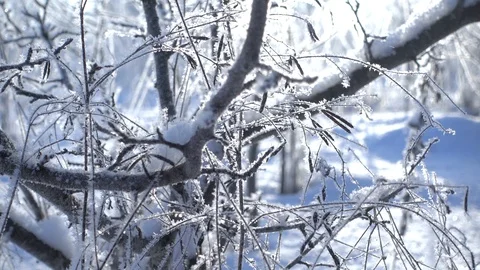 Snowy Park Trees - Camera move. Winter background Video stock 92996544