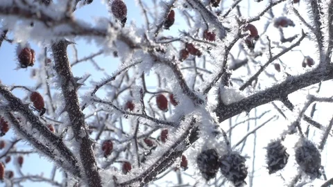Snowy Park Trees - Camera move. Winter background Stock Footage 92996577