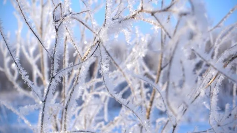 Snowy Park Trees - Camera move. Winter background Stock Footage 92996609