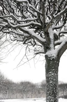Snowy park trees Foto stock