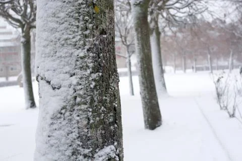 Snowy park trees Foto stock
