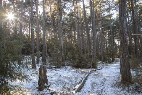 Snowy path among trees Foto stock